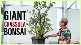 GIANT Crassula Bonsai (Beware Dramatic Pruning!)