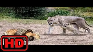 Лев против питона, гиены против диких собак в спор добычу | крокодил действительно королем болота?
