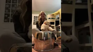 The Best Drummer In Town 🐶🥁