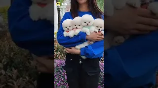 Pomeranian Dog 🐶 Teacup Pomeranian Dog| Funny Dog Videos Compilation _32 #Shorts