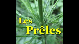 Mieux connaître la prêle des champs, la différencier de la prêle des marais