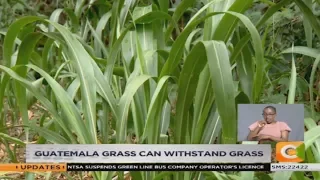 SMART FARM | Dairy farmer shifts to high yielding Guatemala grass