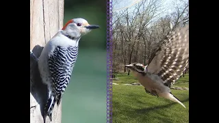 Carolina Chickadees, Titmice, Downy Woodpeckers, Other Birds, Red Bellied Woodpecker @ End of Video