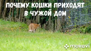 Почему кошки приходят в чужой дом? Народные приметы.