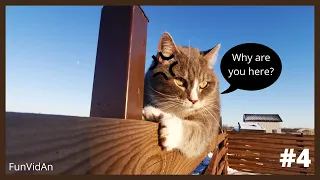 Funny😂 and Cute Cat😸 Videos 2021 | Try not to Laugh or Grin Challenge #4