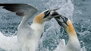 RSPB Bempton: Northern Gannets Diving at UK Largest Mainland Colony | Wild Travel | Robert E Fuller