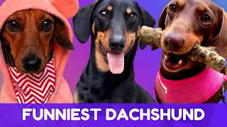 Try Not To Laugh! Funniest Dachshund Moments of 2020 #5