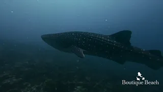 06.03.24 - Whale Shark & Manta Ray - Dives at Aa Thila, Huveli Beyru & Sun Island Beyru - Maldives