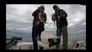 Catching Striped Bass in the bays behind Assateague Island 2024