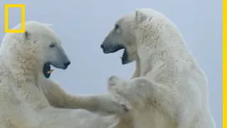 Combat d'ours polaires au milieu d'une tempête