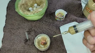 Hand Feeding 1 Day Old Gouldian Finch Baby 20240327