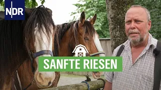 Shire Horses - große Pferde, entspanntes Gemüt | Die Nordreportage | NDR