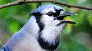 Exceptional Blue Jay Calls