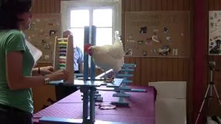 Jo De Rijck his first trained chicken performance - Sweden 2012.