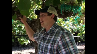 The Process of Growing Kiwifruit