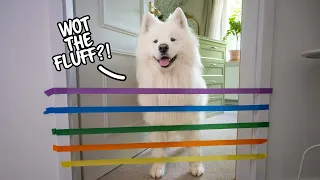 My Dog reacts to the Painter‘s Tape Challenge