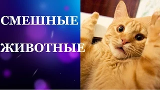 Смешные животные. Котики смешные