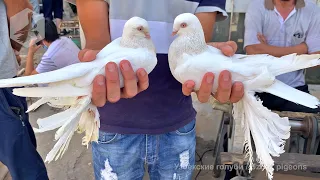 Птичий рынок г. Ташкент - ГОЛУБИ (31.07.2021) / Uzbek Pigeons
