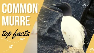 common murre facts 🦜 common guillemot 🦜 occurring in low-Arctic and North Atlantic North Pacific