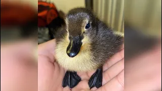 FIRST time incubating (CRITICALLY ENDANGERED) Shetland duck eggs