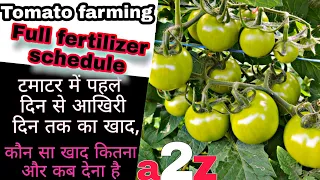 Tomato Fertigation schedule | टमाटर में खाद कब और कितना देना है | Tomato farming | PraveenThakur