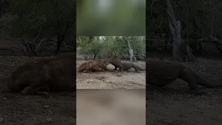 Komodo Dragon Prey On Big Deer