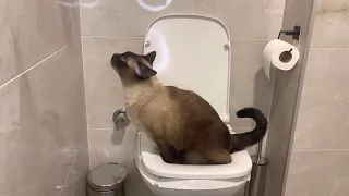 Siamese cat using the toilet, meows due to constipation