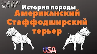 Американский Стаффордширский Терьер история породы. Все о породе Амстафф. Амстафф клуб/Amstaff club