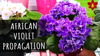 How to propagate African Violets from leaves - Basic Houseplant Care for Beginners