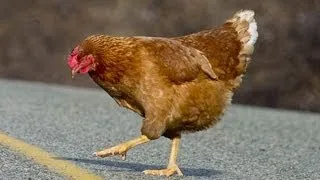 Why Did The Chicken Cross The Road?