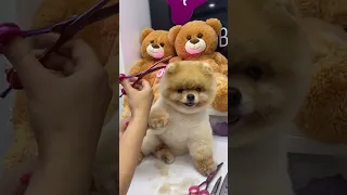 Pomeranian puppies 🐶 tiktok 🎶 || Baby Dogs Cute and Funny Dog Videos Compilation #shorts