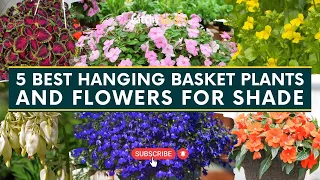 5 Best Hanging Basket Plants & Flowers for Shade 🌺🌱 // Gardening Tips