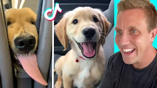 Cute Golden Retrievers on Tik Tok That Will Make You Laugh