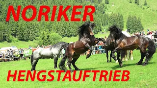 Noriker Hengstauftrieb 2023 - Kirchberg in Tirol/Aschau