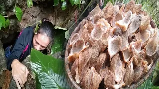Went to cave: Harvest pugad ng balinsayaw(edible swiftlet nest)Ang hirap ng daan papasok sa kweba!