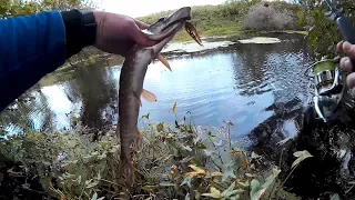 Ловля щуки осенью.Заросшая микроречка.-Pike fishing in autumn.