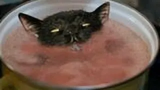 КЛАССНАЯ ПОДБОРКА ПРО КОТОВ !!! РЖАЧ !!! FUNNY VIDEOS Funny Cats Compilation2014 [NEW HD]