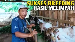 Dengan Sistem Breeding, Peternak Kambing Dapat Untung Lebih Maksimal