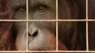 Adult Male Orangutan Finally Escapes His Cage | Endangered Animals | BBC Studios