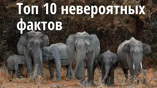 Топ 10 невероятных фактов про слонов, о которых вы не знаете