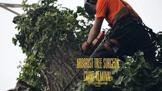 Tree surgeon / Arborist 26m Unimog Palfinger Crane Assisted Oak removal