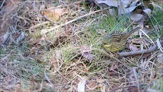 Маскированные овсянки (лат. Emberiza personata)/ Masked buntings / アオジ