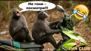 ✅✅✅ ЛУЧШИЕ ПРИКОЛЫ ЛЕТА 2022 / ПРИКОЛЫ ИЮЛЬ 2022 / ПРИКОЛЫ 2022 / ПРИКОЛЫ С ЖИВОТНЫМИ 😂😂😂