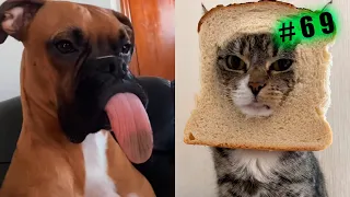 FUNNY animal videos CATS and DOGS 🤣Try not to laugh Challenge! №69