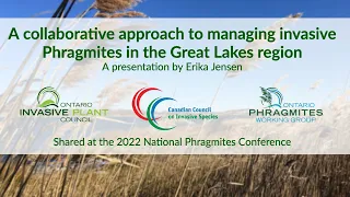 A collaborative approach to managing invasive Phragmites in the Great Lakes region
