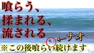 【喰らう、揉まれる、流される】奈央がサイズアップなハードなビーチブレイクで喰らいまくる。。。