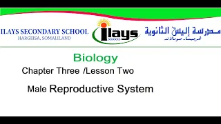 Biology Form Three Chapter 3 Lesson 2/Male Reproductive System