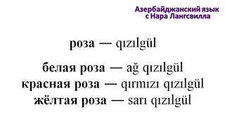 Азербайджанский язык. День святого Валентина 2022. Цветы: роза, гвоздика, нарцисс, лилия