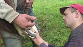 ПІДКОВАЛИ ПАРУ КОНЕЙ В НАШИХ УМОВАХ.КОБИЛА НА ПРОДАЖУ.THEY SHORE A COUPLE OF HORSES