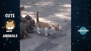 Funny Monkeys playing with Cat || Funny is Not Enough